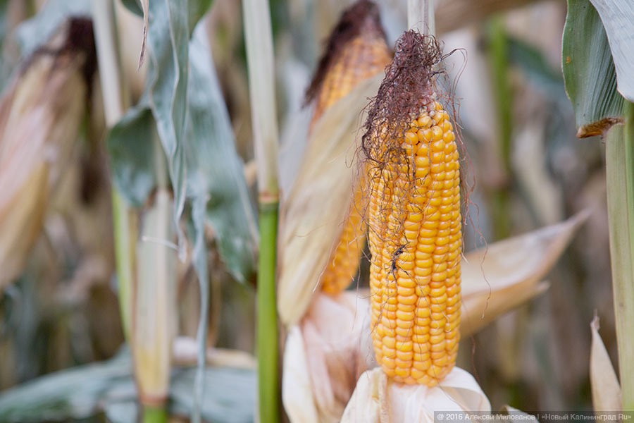 Калининградская область стала лучшей в России по урожайности кукурузы