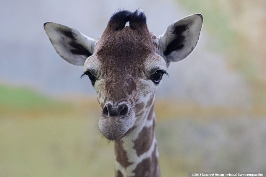 Калининградский зоопарк переходит на «суперлетний» режим работы