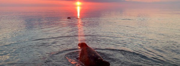 Вечерний @Калининград: у Москвы что-то треснуло и нерешительный карантин