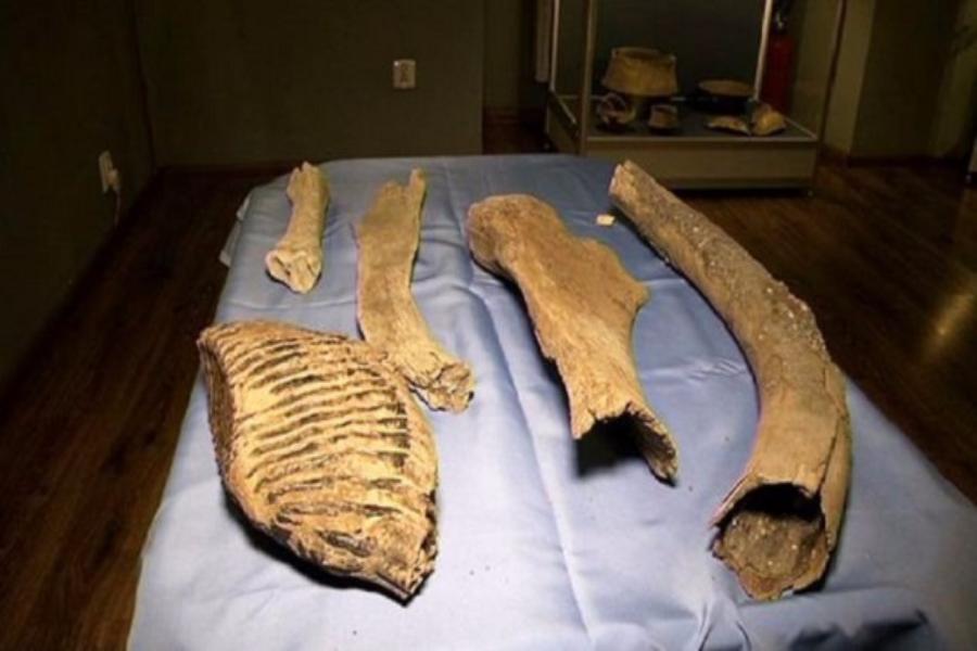 Житель Польши нашел останки мамонтов эпохи ледникового периода (фото)