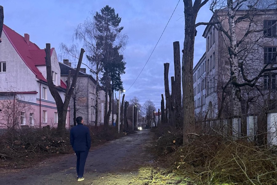 «Стрижка только началась»: власти Советска занялись «остолбовкой» деревьев (фото)