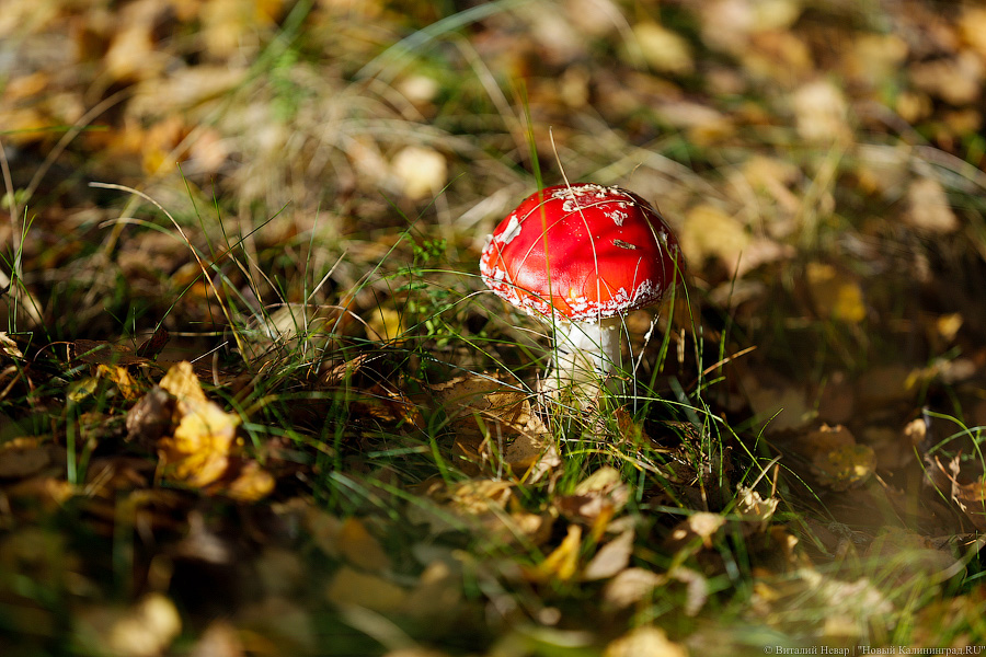 На Куршской косе впервые устроят грибной фестиваль