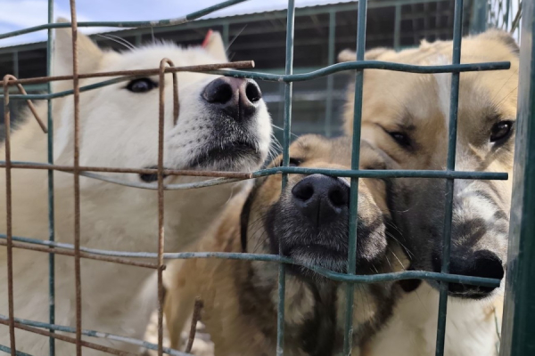 Вольеров больше, а собак меньше: что происходит в калининградском ЦБЖ (фото)