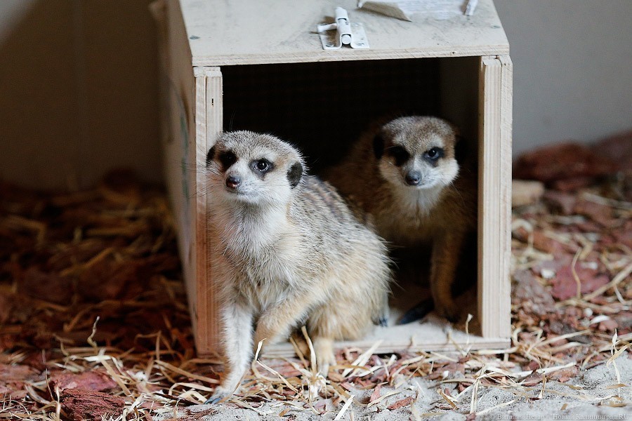 В Калининградский зоопарк привезли двух самцов сурикатов