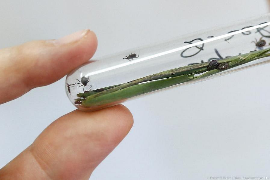 В Роспотребнадзоре рассказали, почему калининградцев все чаще стали кусать клещи