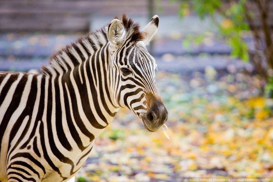 В Калининградском зоопарке умер самец зебры