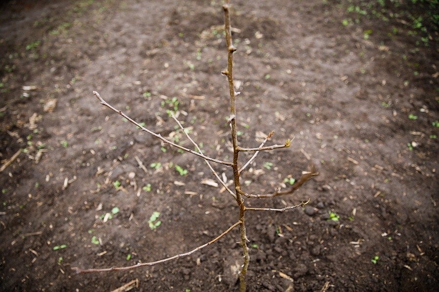 В России вступают в силу новые правила проверок земельных участков