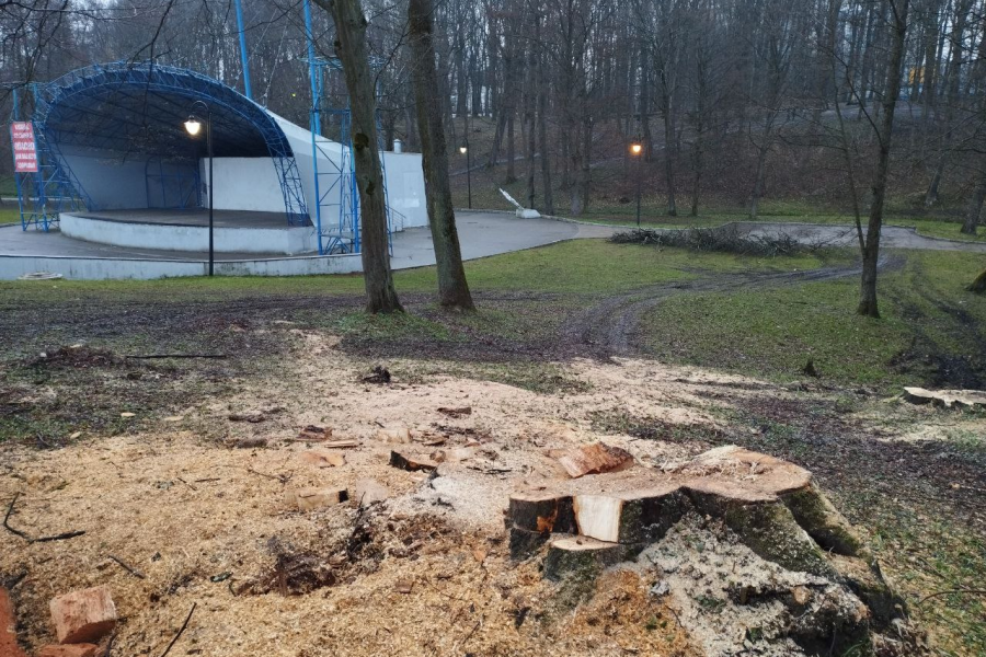 Пеньки в ручье: в Центральном парке у Певческого поля вырубили вековые граб и ясень (фото)