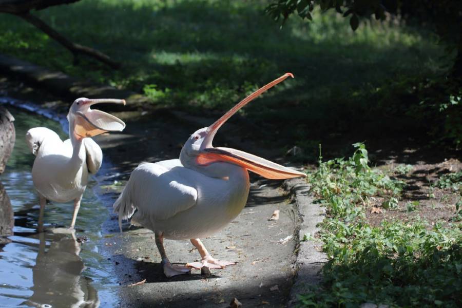 Калининградский зоопарк вернул показательные кормления пеликанов