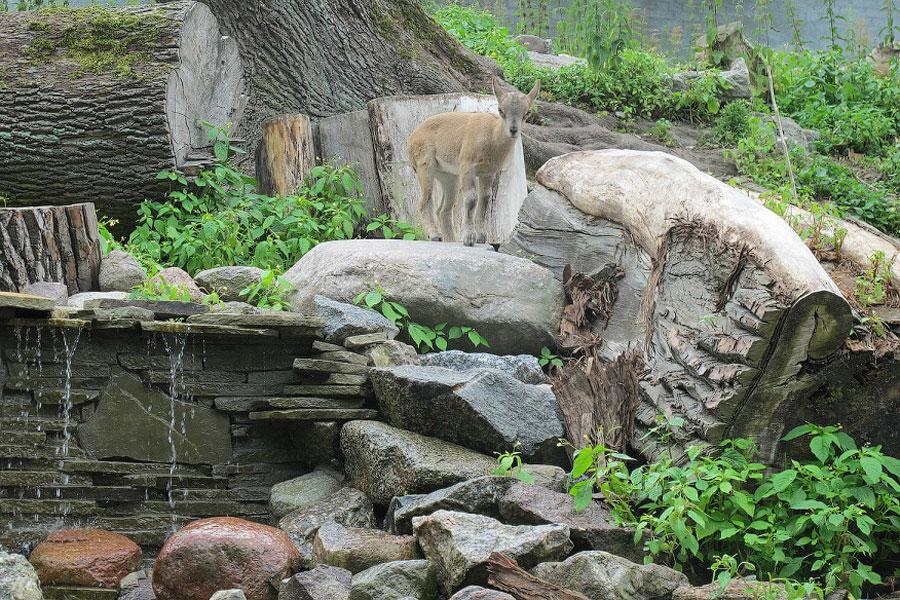 В зоопарке после реконструкции открыли вольеры для горных животных