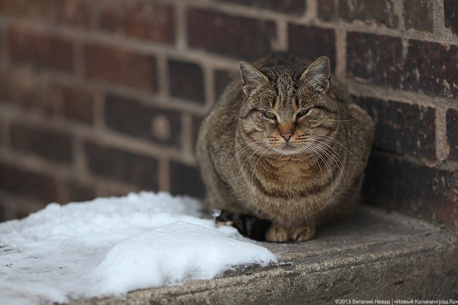Зеленоградский котошеф обратился в «Аэрофлот» из-за скандала с толстым котом Виктором