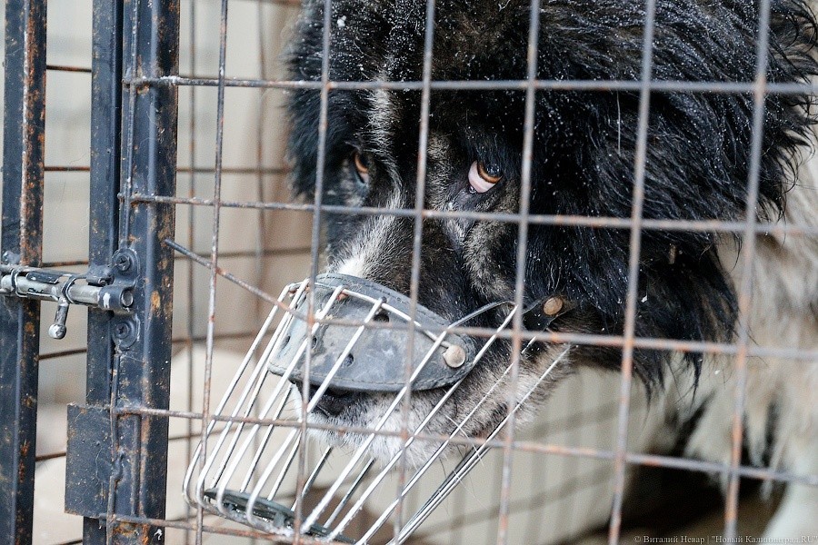 При нападении — умерщвление: власти выделяют 7,9 млн на отлов бездомных животных 