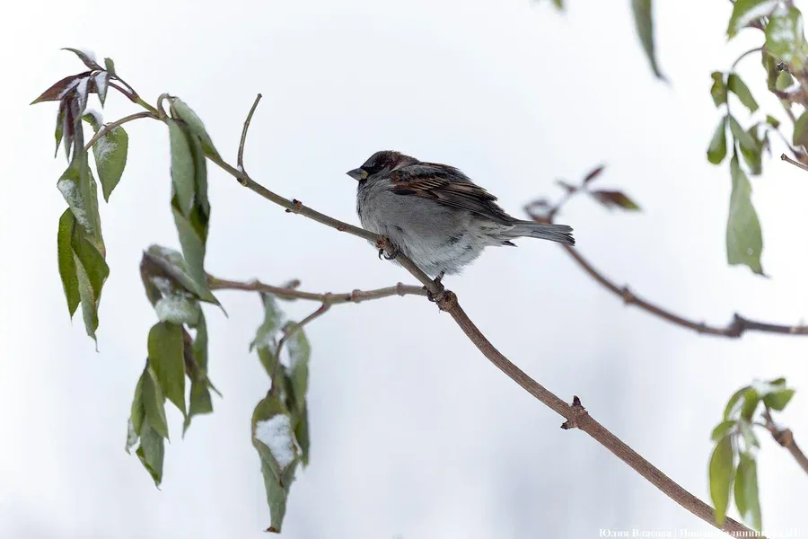 Биолог рассказала о лени и ожирении воробьёв, живущих в городах