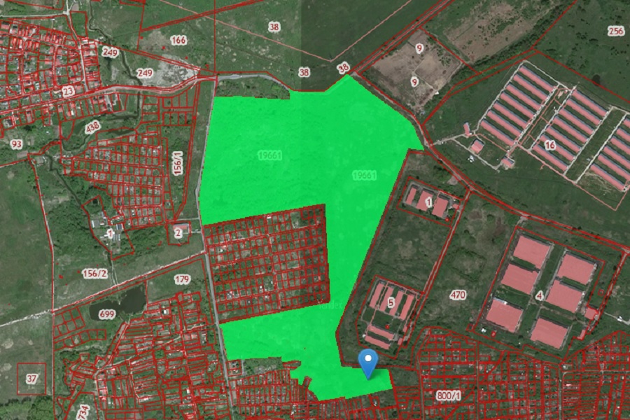 Подряд на озеленение городских лесов Калининграда получила компания из Нижнего Новгорода