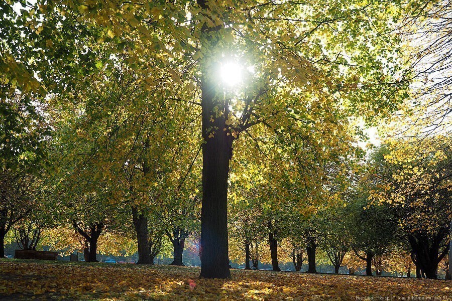 Алиханов предложил писать властям о зеленых зонах Калининграда и запостил фото Черняховска
