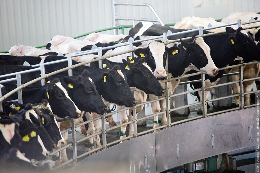Инвестор племенного репродуктора пообещал вложить в проект 3,4 млрд руб.