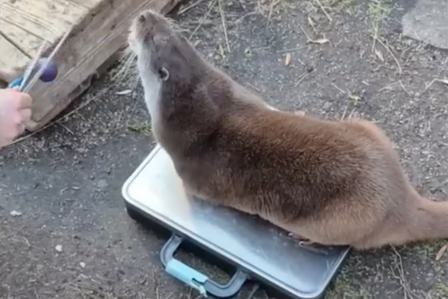 В Калининградском зоопарке показали, как взвешивают выдр (видео)