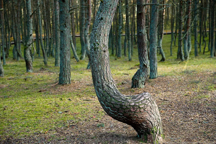 Калина о литовской части косы: «У них не развиты экологические маршруты»