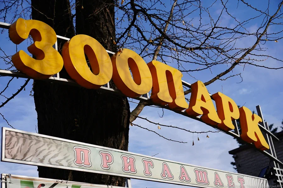 В Калининградском зоопарке рассказали, как «тигра с утра ловили» (видео)