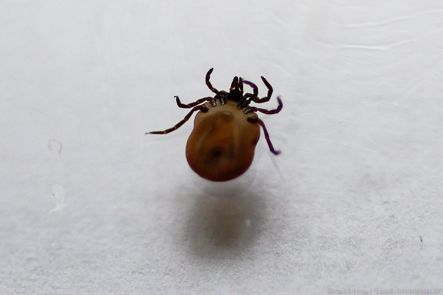 Бабура: в 2023 году количество укусов клещами в регионе будет выше прежних показателей