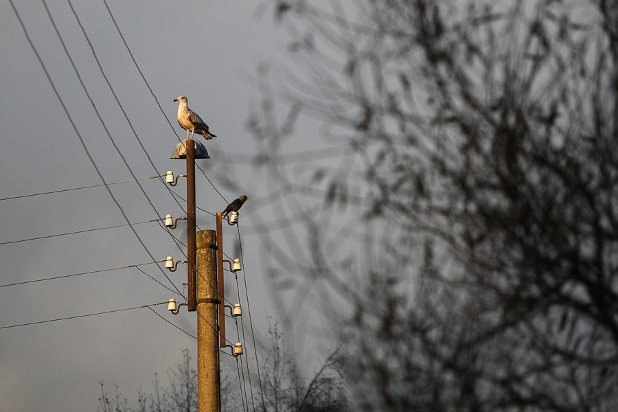 Без света в Калининграде остались детсад и дома на 8 улицах