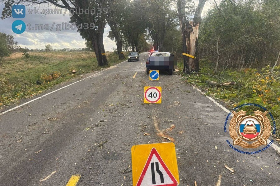 Дерево упало на «Опель» в Зеленоградском районе, пострадали два человека
