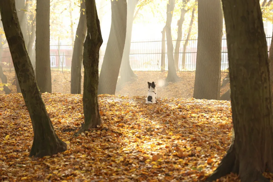 Елена Дятлова попросила не называть сквер Семейный Шервудским лесом