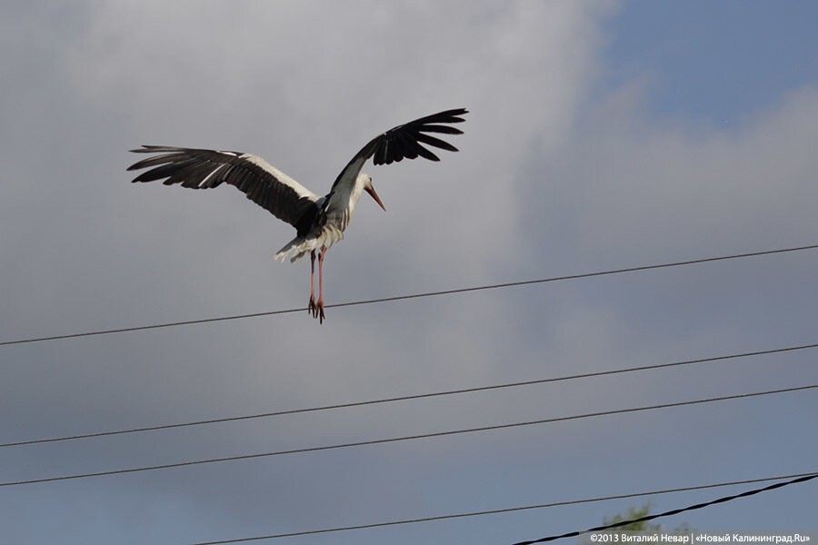 Областная прокуратура рассказала о гибели редких птиц из-за линий электропередач