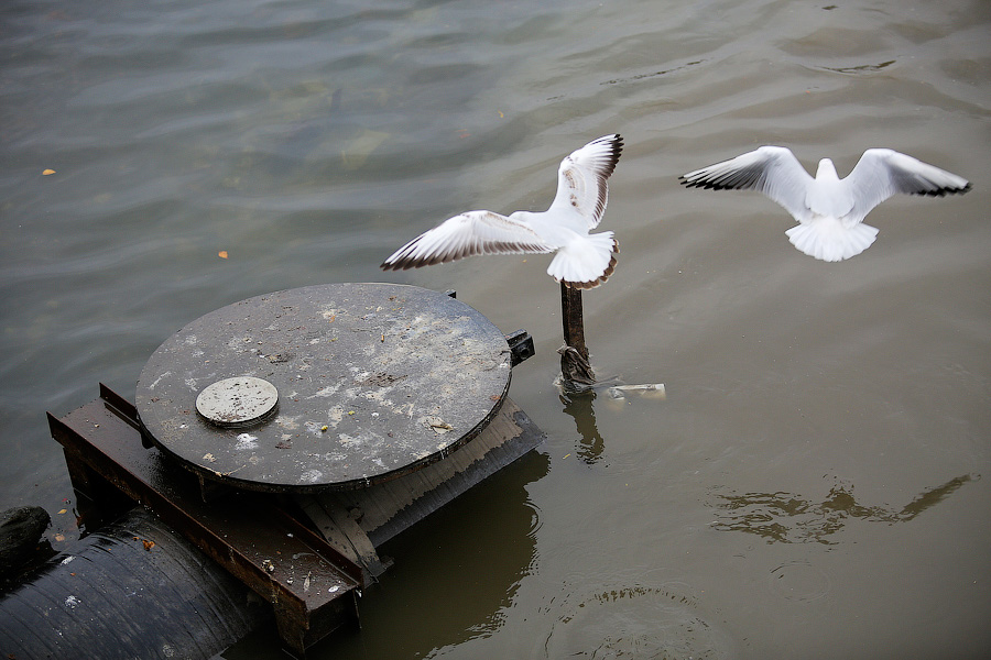 У чаек в калининградском озере нашли высокопатогенный птичий грипп