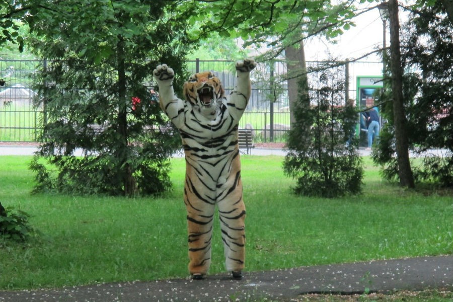 Сбежавшего тигра на учениях в Калининградском зоопарке изобразил сотрудник