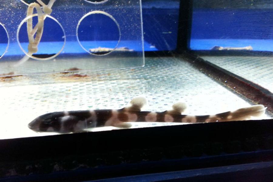 В Музее Мирового океана родился акулёнок (фото)