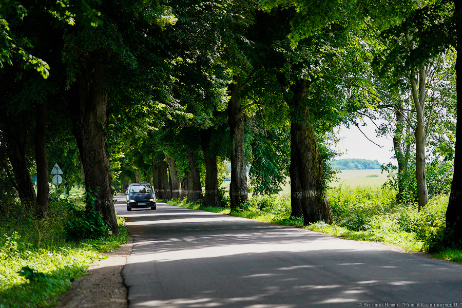 Калининградцы намерены высадить новые деревья на Народной аллее у посёлка Романово