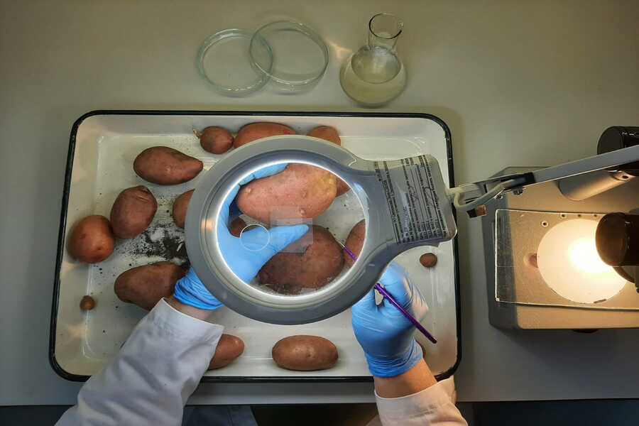 В картофеле из Сербии выявили возбудитель карантинного заболевания