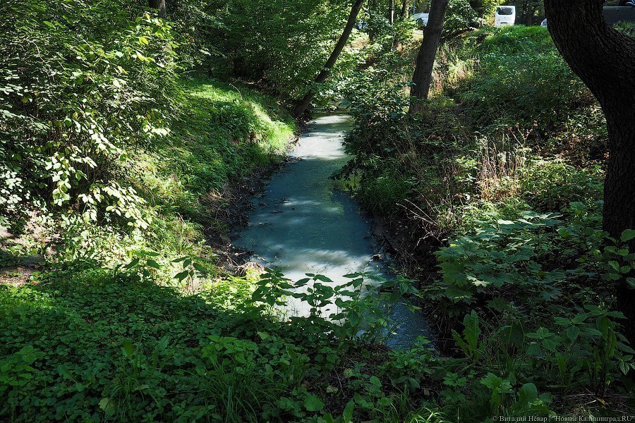 «Мираторг» о сбросах в Гагаринский ручей: они не оказывают влияния на состояние воды