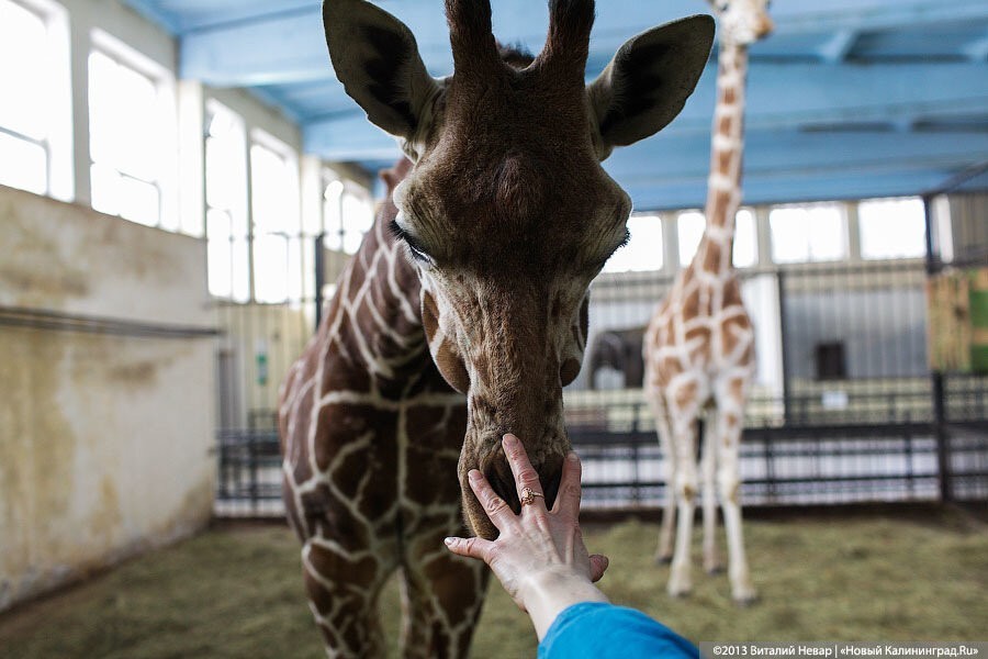 Калининградский зоопарк поднял цены на билеты