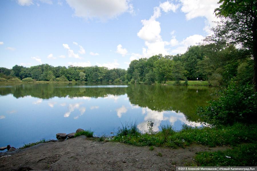 Горвласти ищут подрядчика для обустройства места под площадку в Ашманн-парке