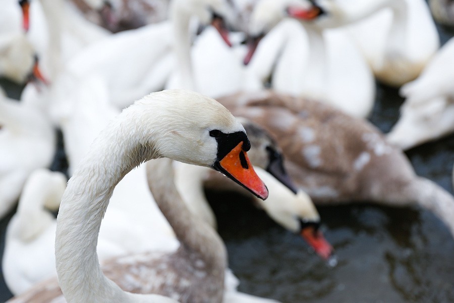 Приют «Клюквенное» просит калининградцев помочь замерзающим лебедям