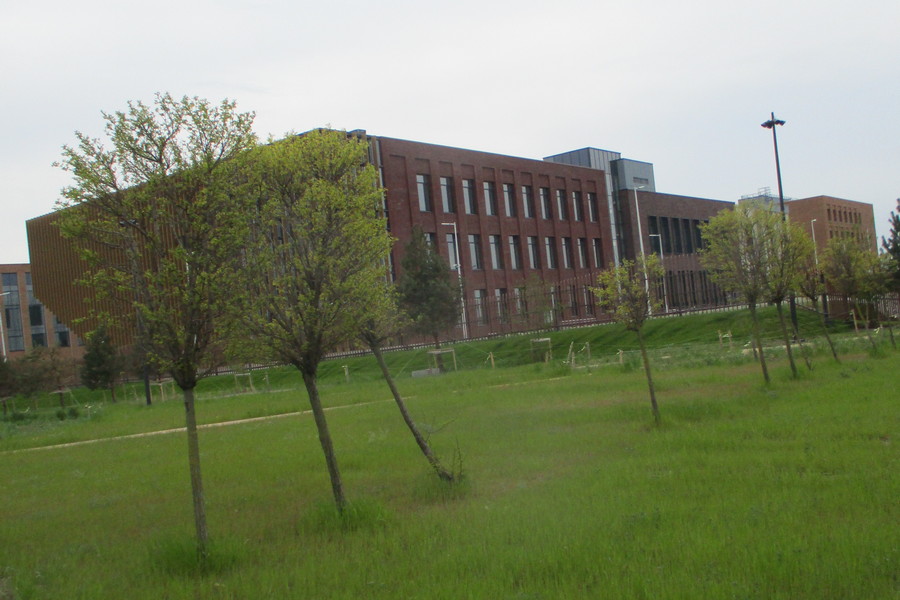 Горвласти обещают спасти «многострадальные робинии» на Острове через «устную договоренность»