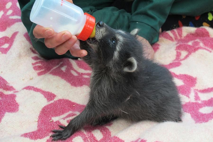В калининградском зоопарке выкормили новорожденных детенышей енотов (фото, видео)