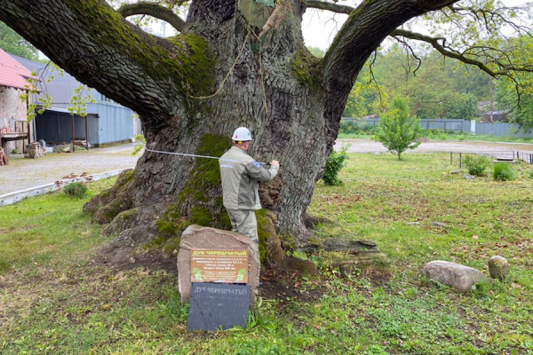 Старый дуб, мечты об озере и валежник: как губернатор с жителям Ладушкина общался