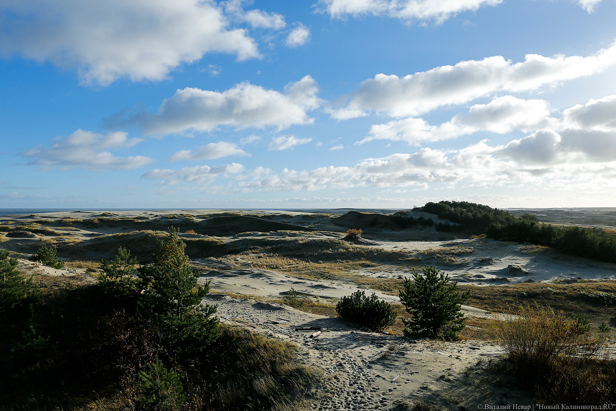 Власти обещают до конца 2024 года укрепить берег в районе Лесного на Куршской косе