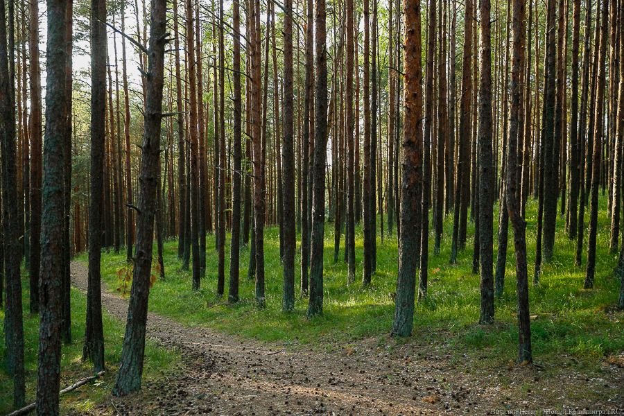 В Балтийске после происшествия со взрывом вводят запрет на посещение лесов отдыхающими
