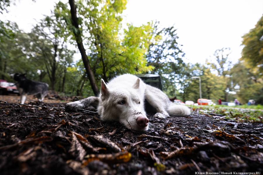 Погода в Калининградской области 28 сентября