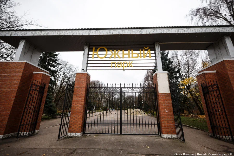 В Южном парке планируют вырубить 11 деревьев