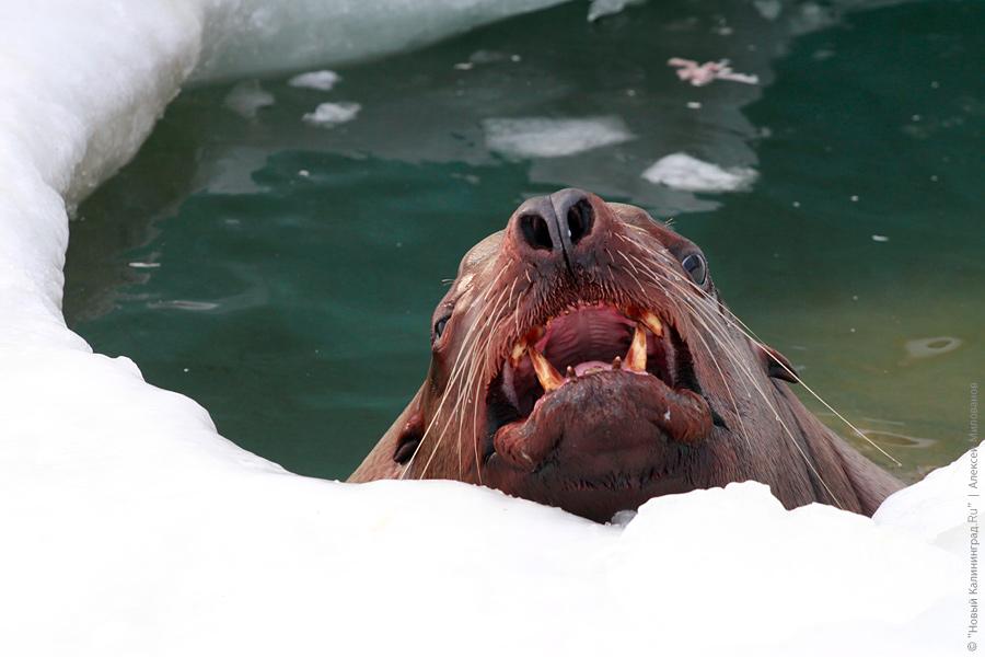 В Калининградском зоопарке пытаются вылечить самого старого сивуча в мире — Кима