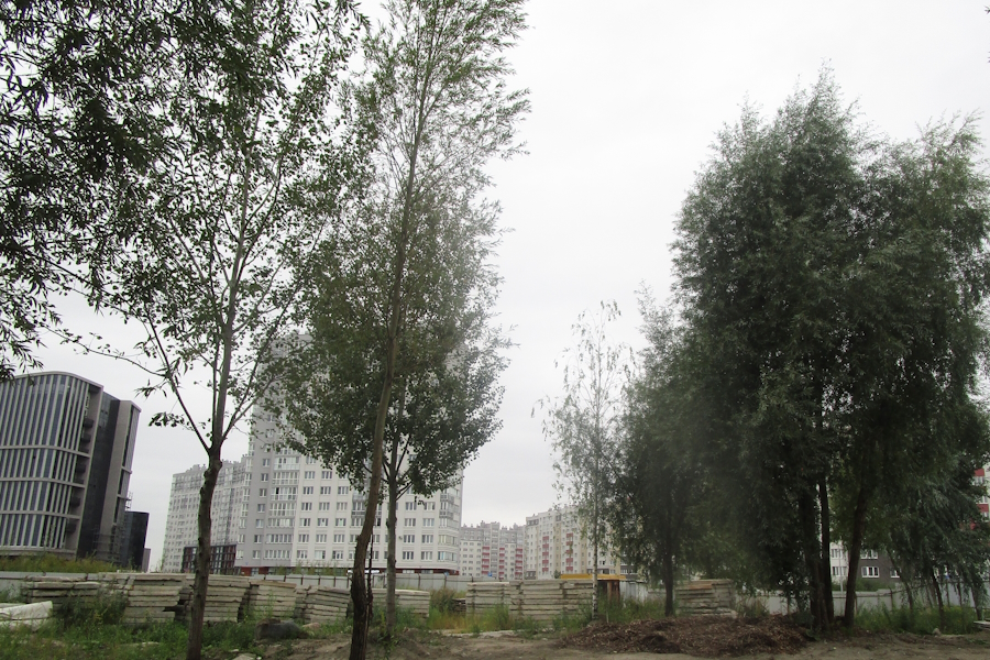 На ул. Крымской в Калининграде разрешили вырубить 117 деревьев (фото)