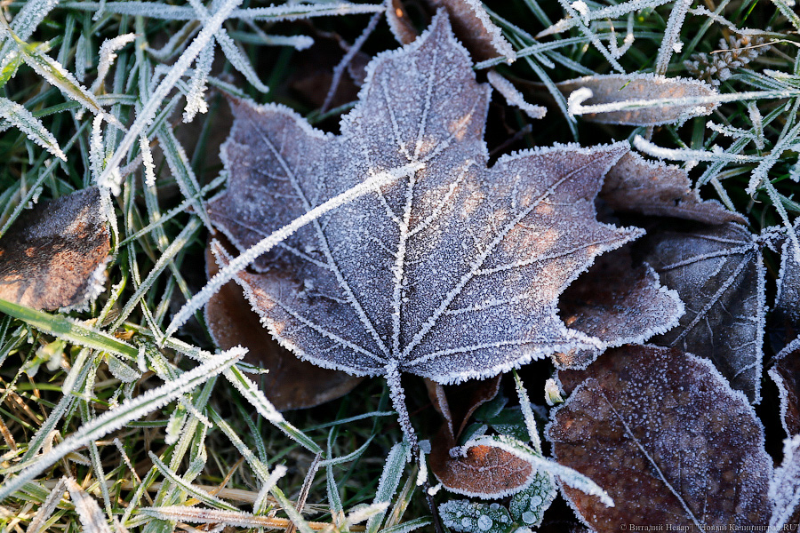 Калининградцев ожидают холодная погода и дожди