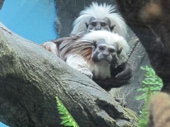 В калининградском зоопарке появились дальневосточный леопард и миниатюрные обезьяны