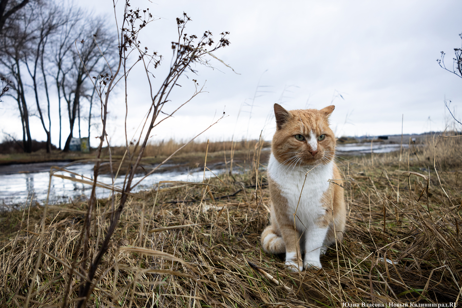 Погода в Калининграде 9 февраля