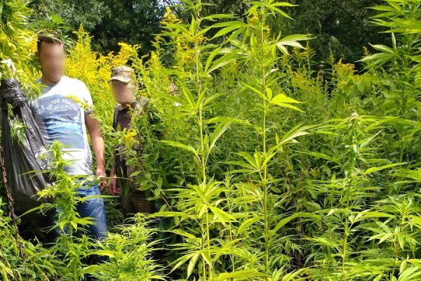 Конопля калининград продажа семян марихуаны в харькове